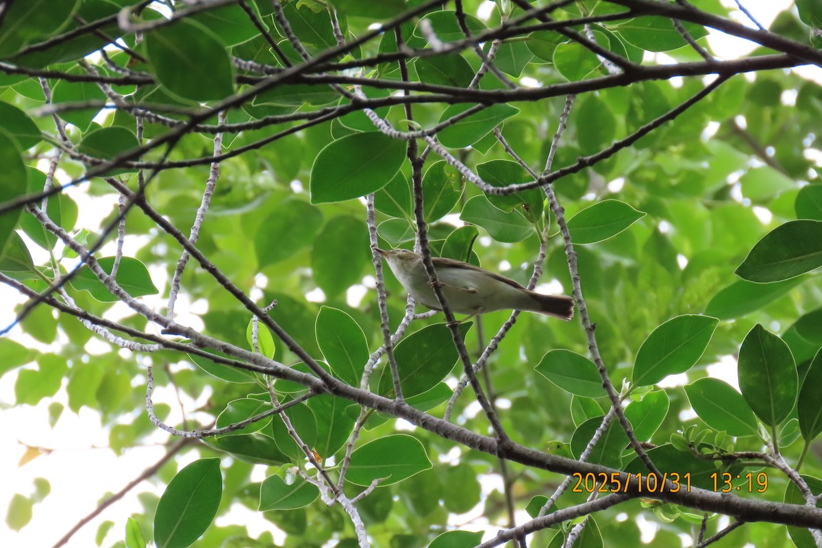 Arctic Warbler - ML644351923