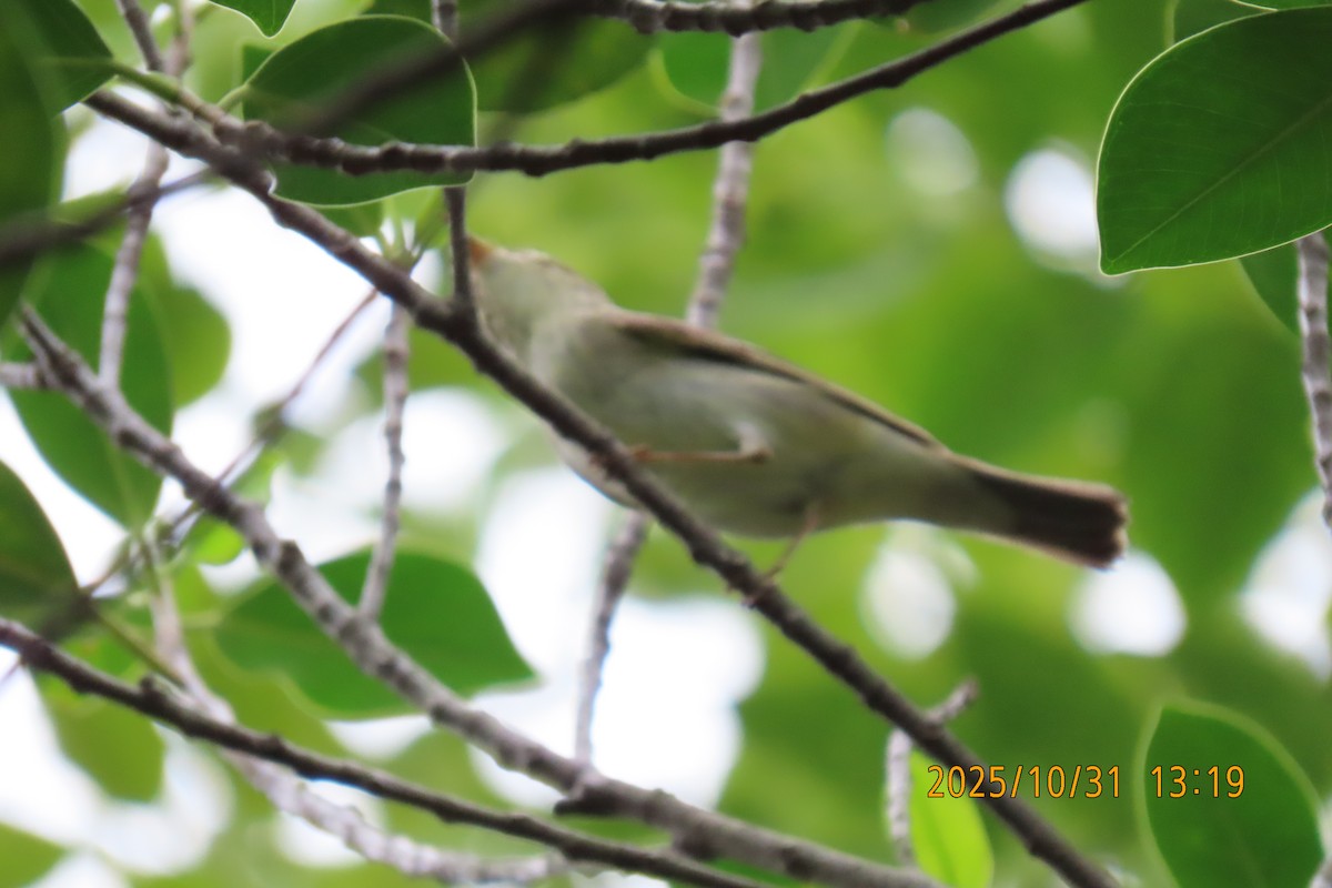Arctic Warbler - ML644351925