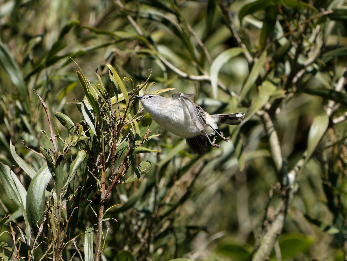Gérygone brune - ML644351926