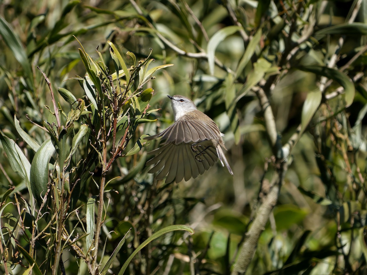 Brown Gerygone - ML644351927