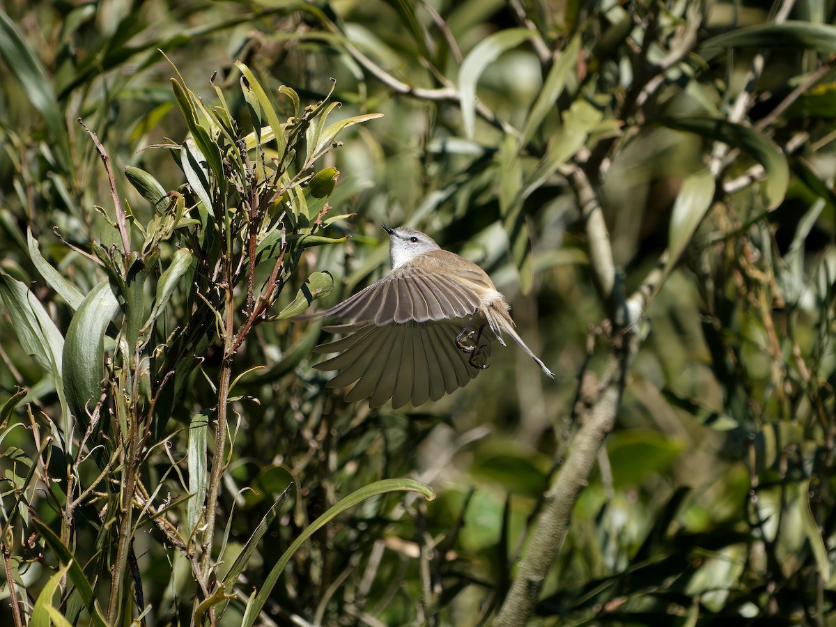 Brown Gerygone - ML644351928