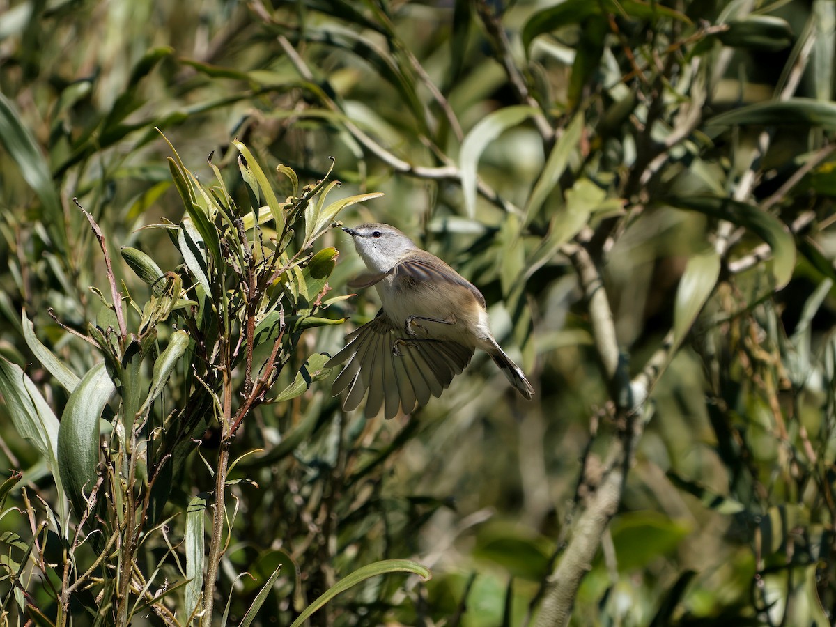 Brown Gerygone - ML644351929