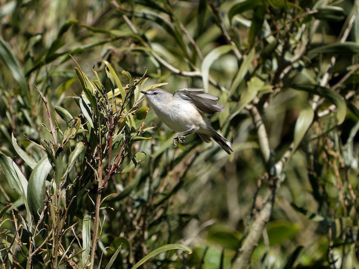 Gérygone brune - ML644351930