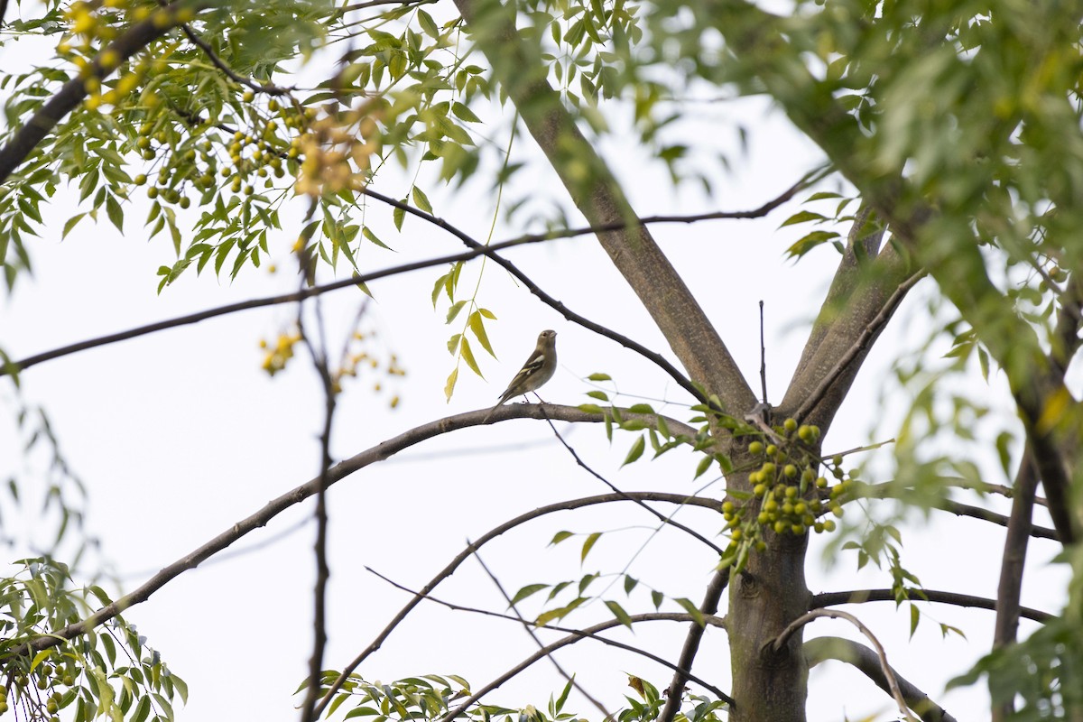 Pinson des arbres - ML644351931