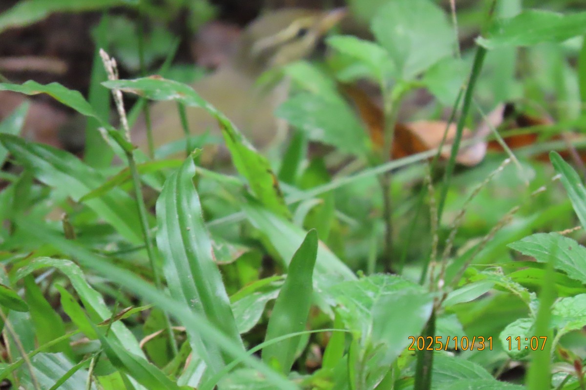 Pouillot boréal - ML644351933