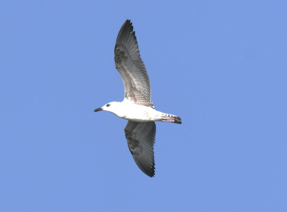 Goéland brun - ML644351934