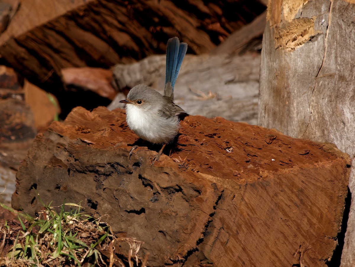 Mérion superbe - ML644351935