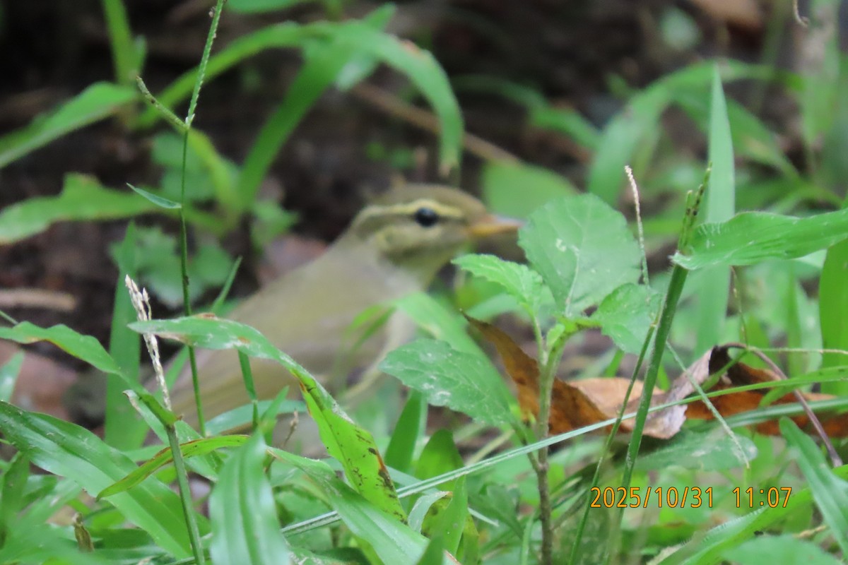 Pouillot boréal - ML644351938