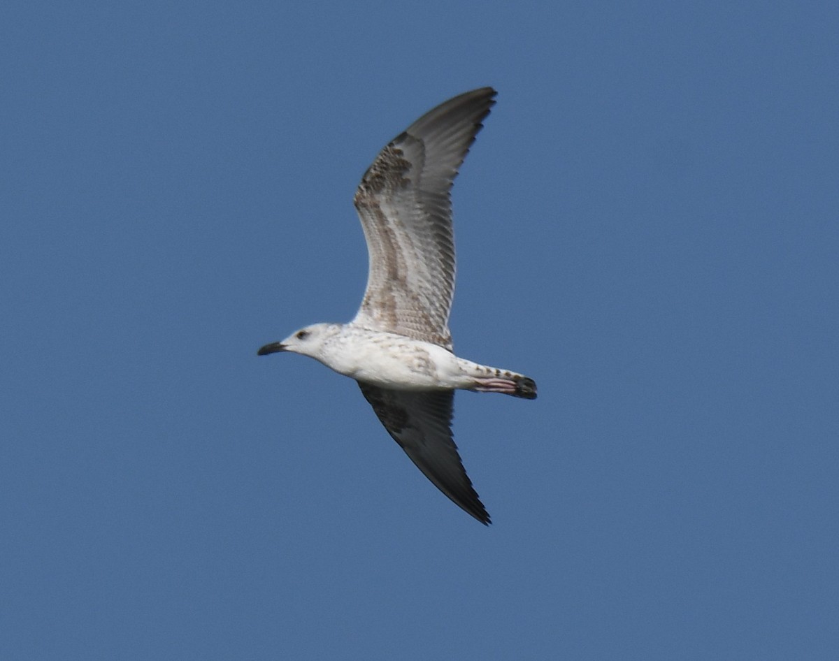 Goéland brun - ML644351940