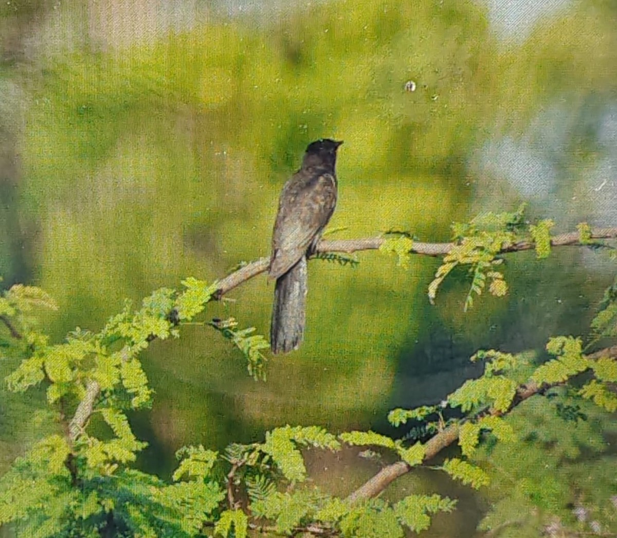 Gray-bellied Cuckoo - ML644351941