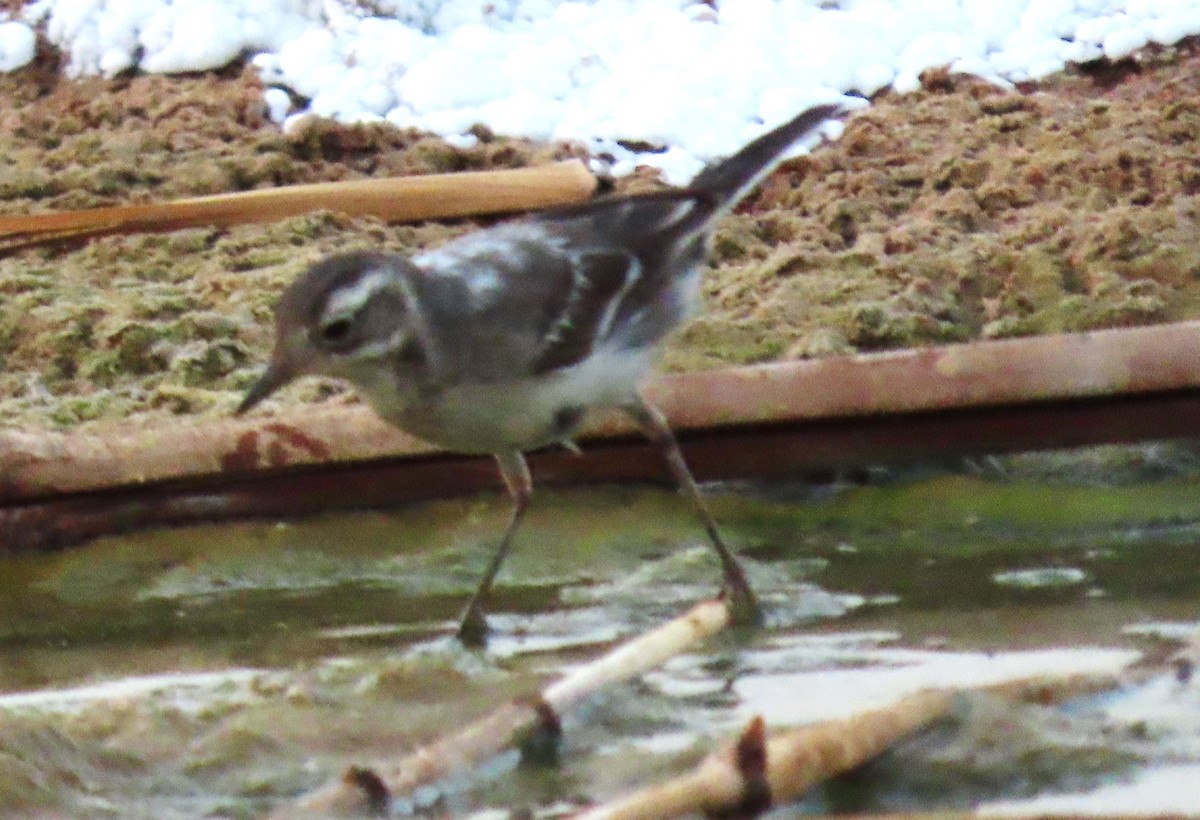 Bergeronnette citrine - ML644351944