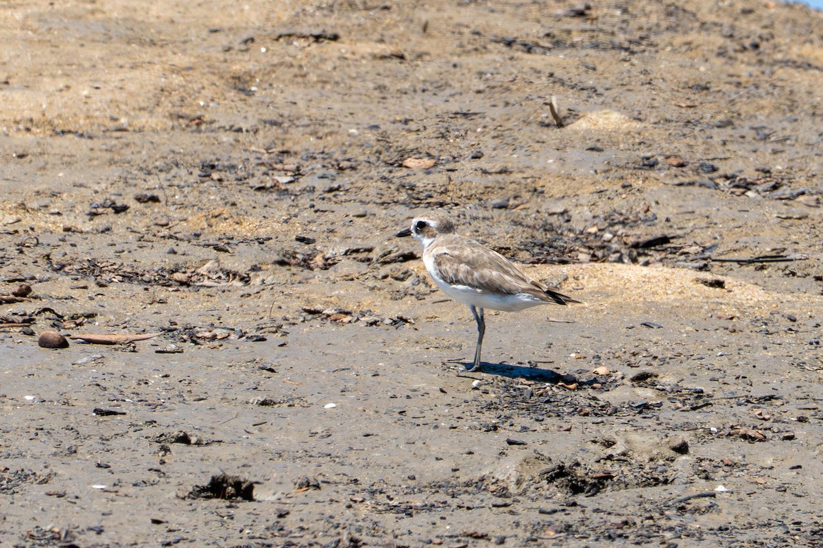 Pluvier de Leschenault - ML644351949