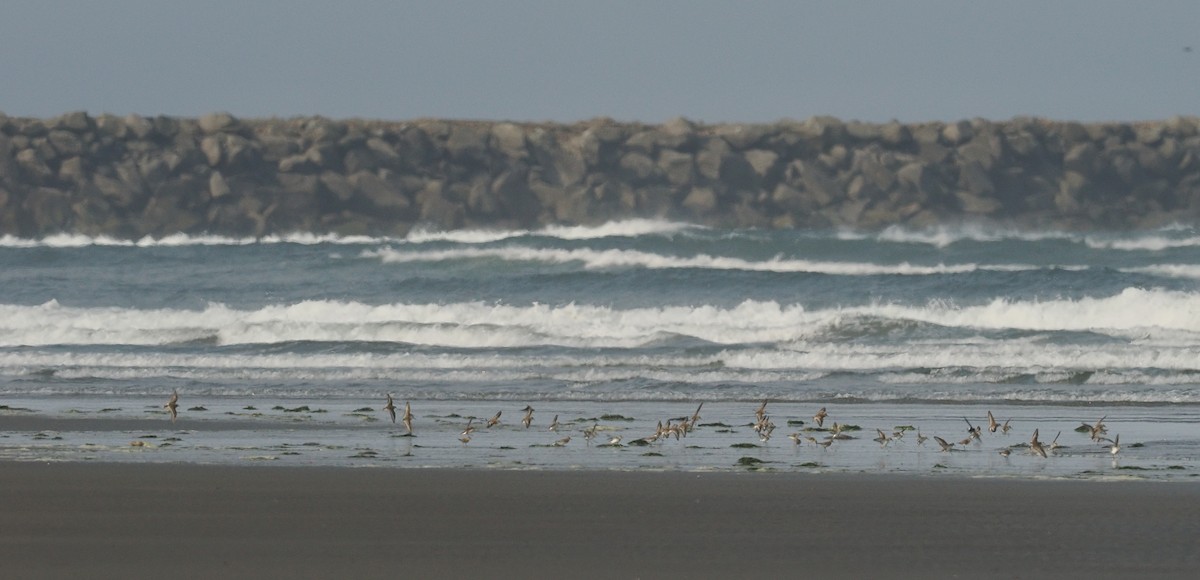 Bécasseau d'Alaska - ML644351950