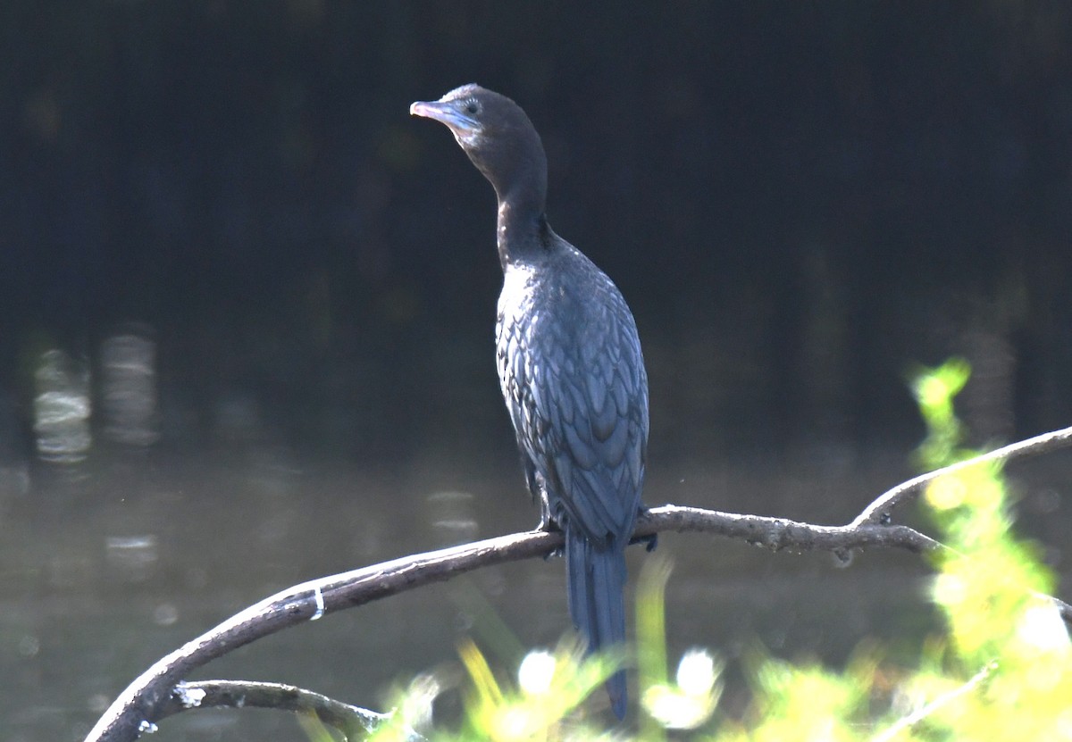 Cormoran de Vieillot - ML644351952