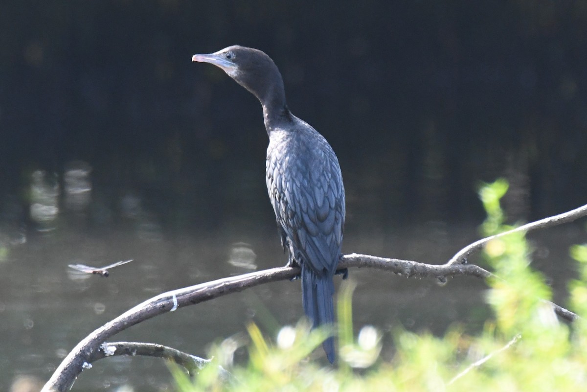 Cormoran de Vieillot - ML644351953