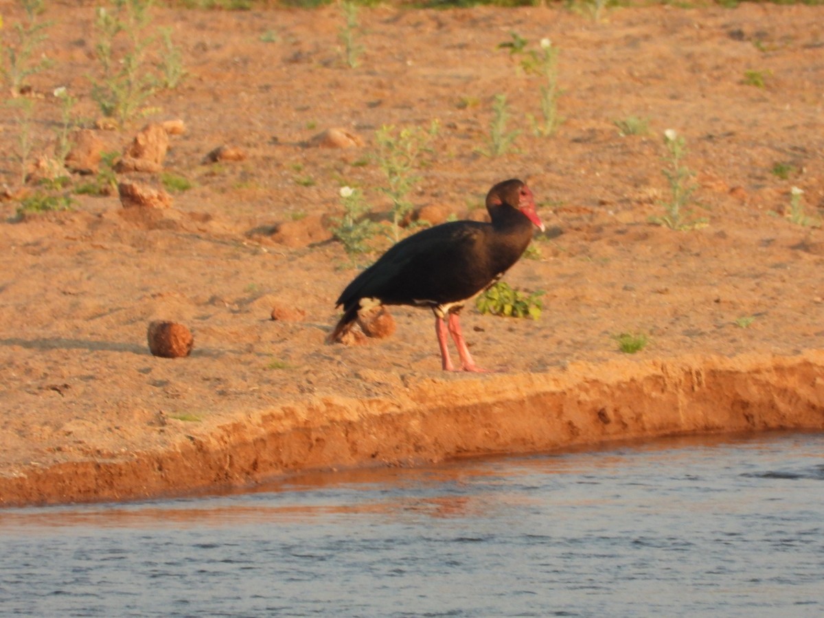 Oie-armée de Gambie - ML644351954
