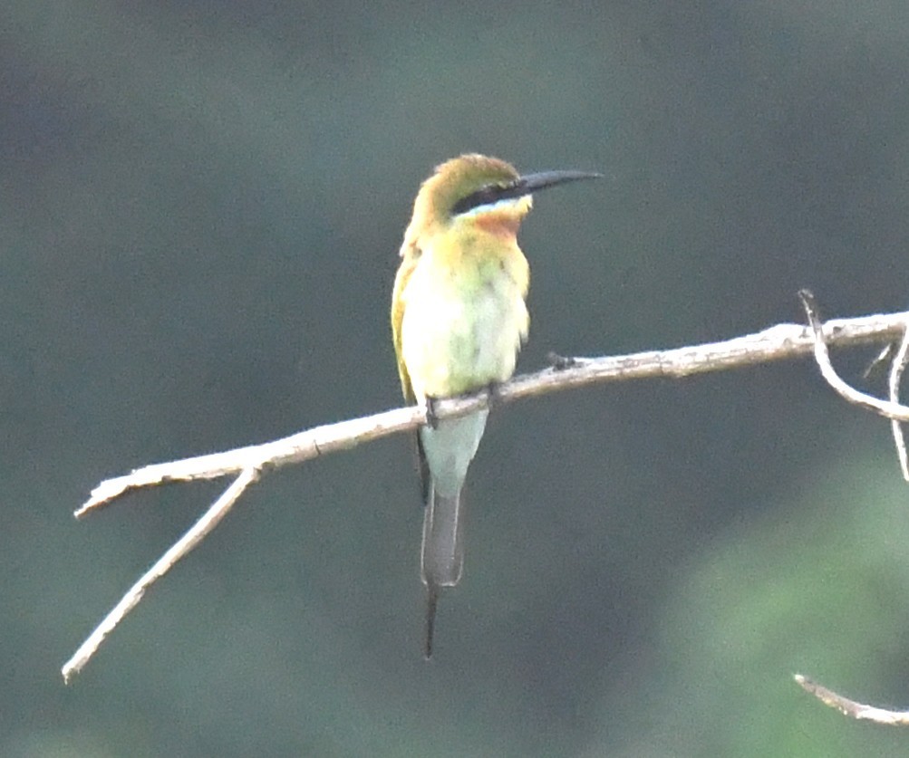 Guêpier à queue d'azur - ML644351955