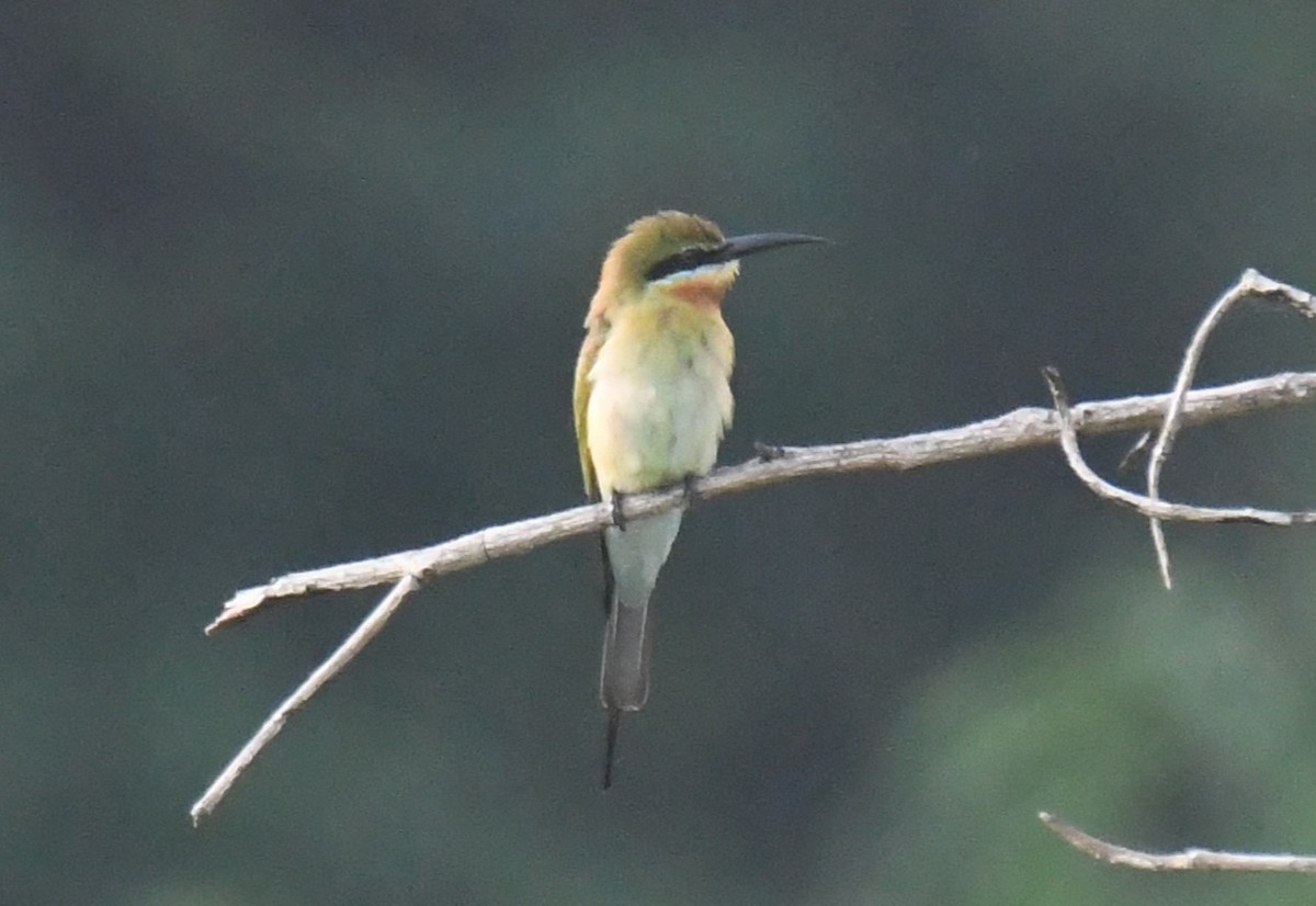 Guêpier à queue d'azur - ML644351956