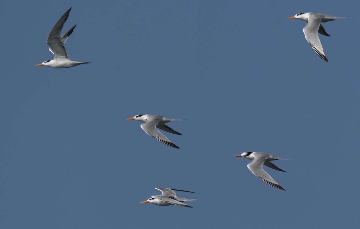 Sterne voyageuse - ML644351960