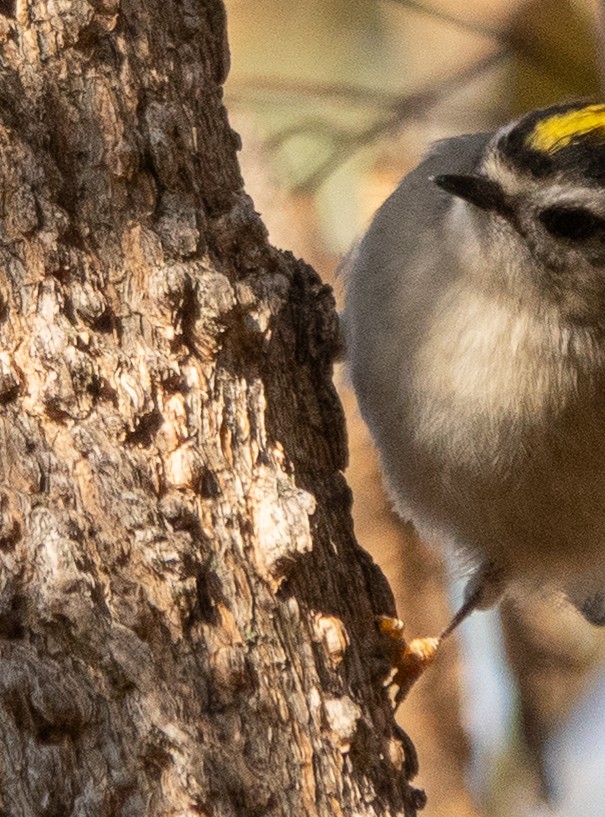Roitelet à couronne dorée - ML644351961