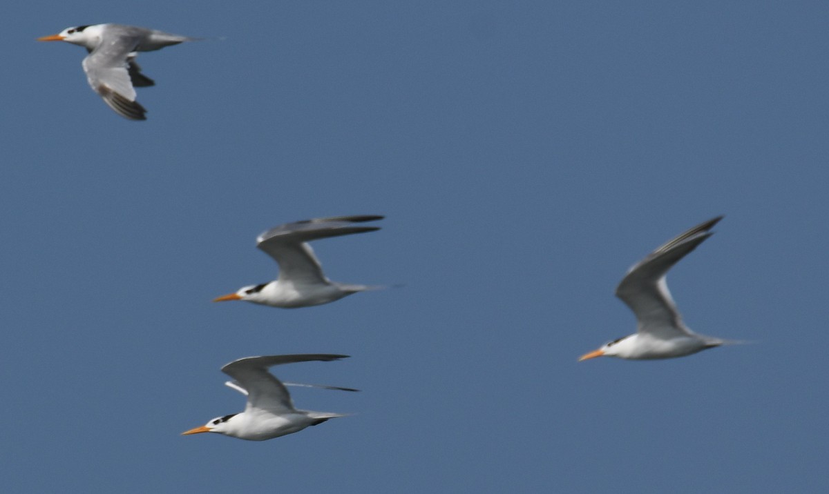 Sterne voyageuse - ML644351962