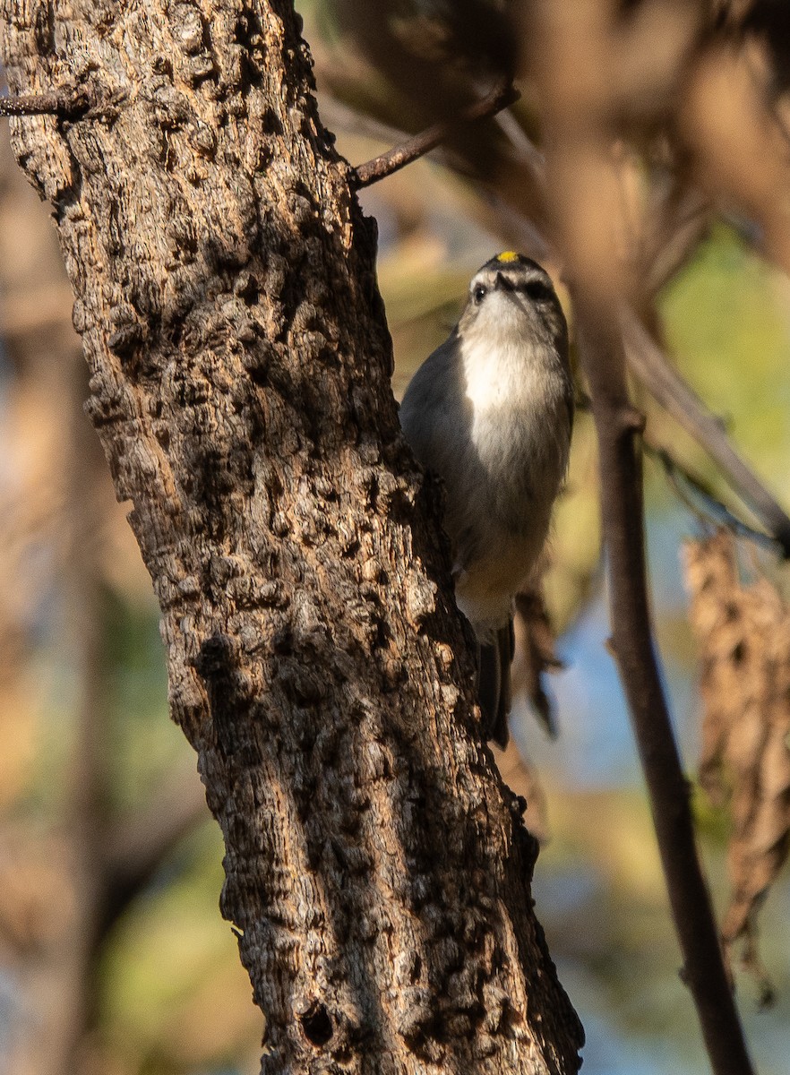 Roitelet à couronne dorée - ML644351963