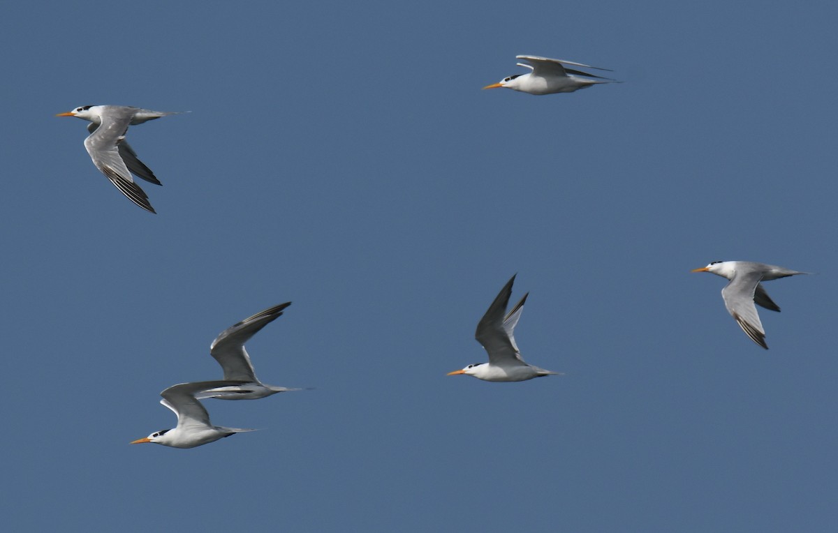 Sterne voyageuse - ML644351964