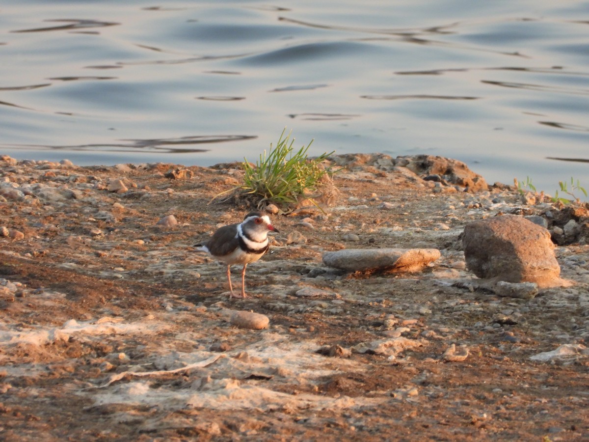 Pluvier à triple collier - ML644351965