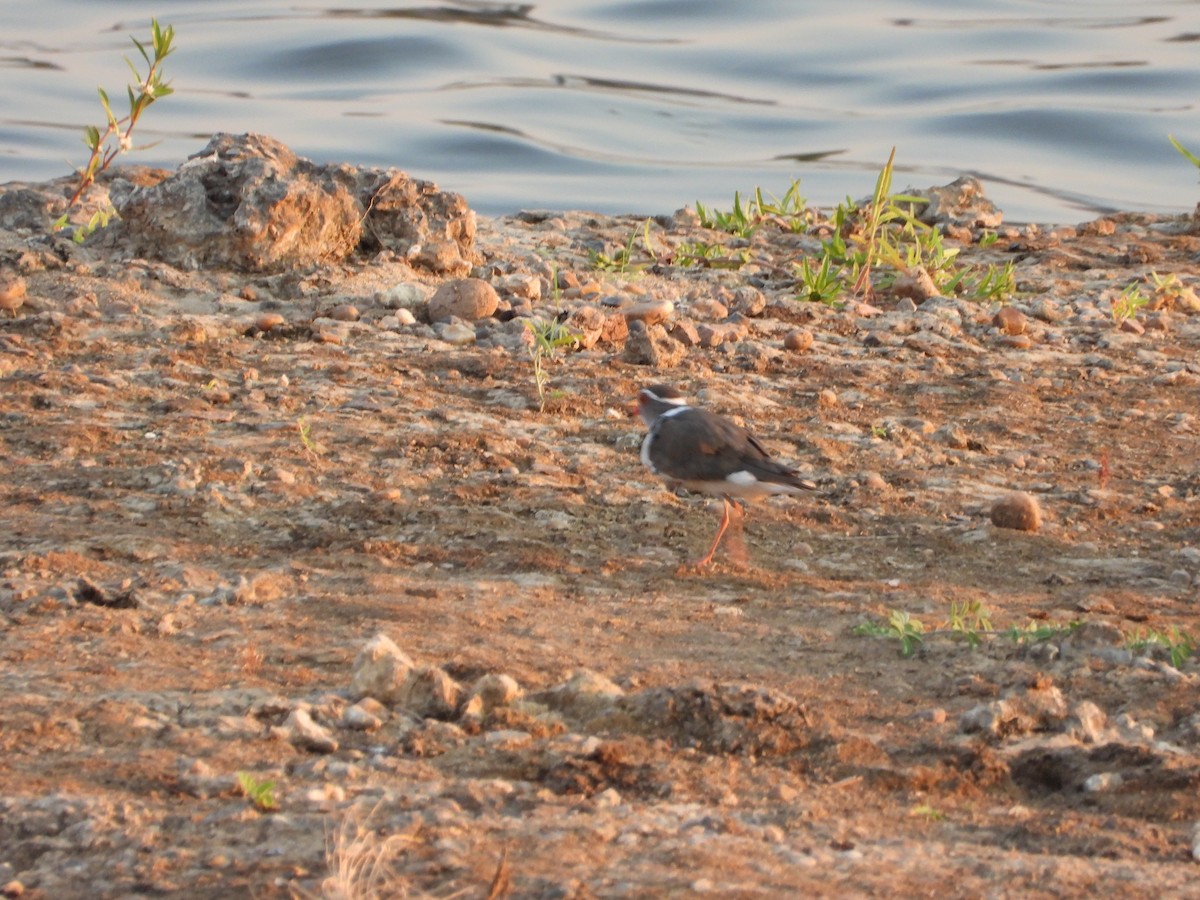 Pluvier à triple collier - ML644351966