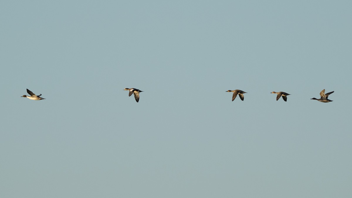 Canard d'Amérique - ML644351967