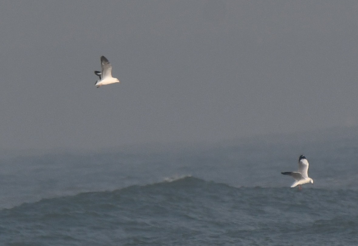 Mouette du Tibet - ML644351969