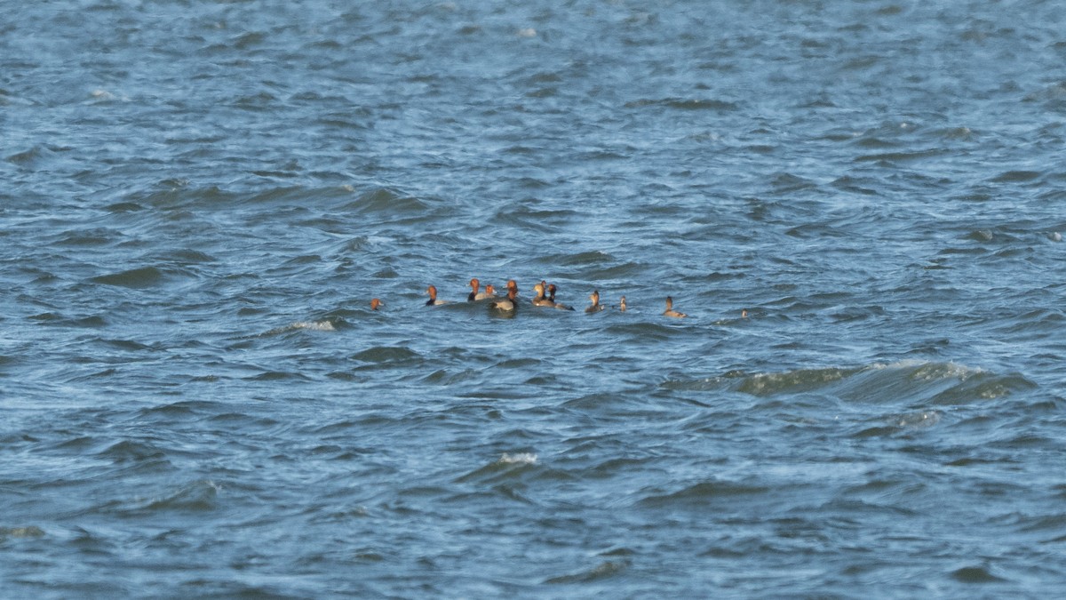 Fuligule à tête rouge - ML644351970
