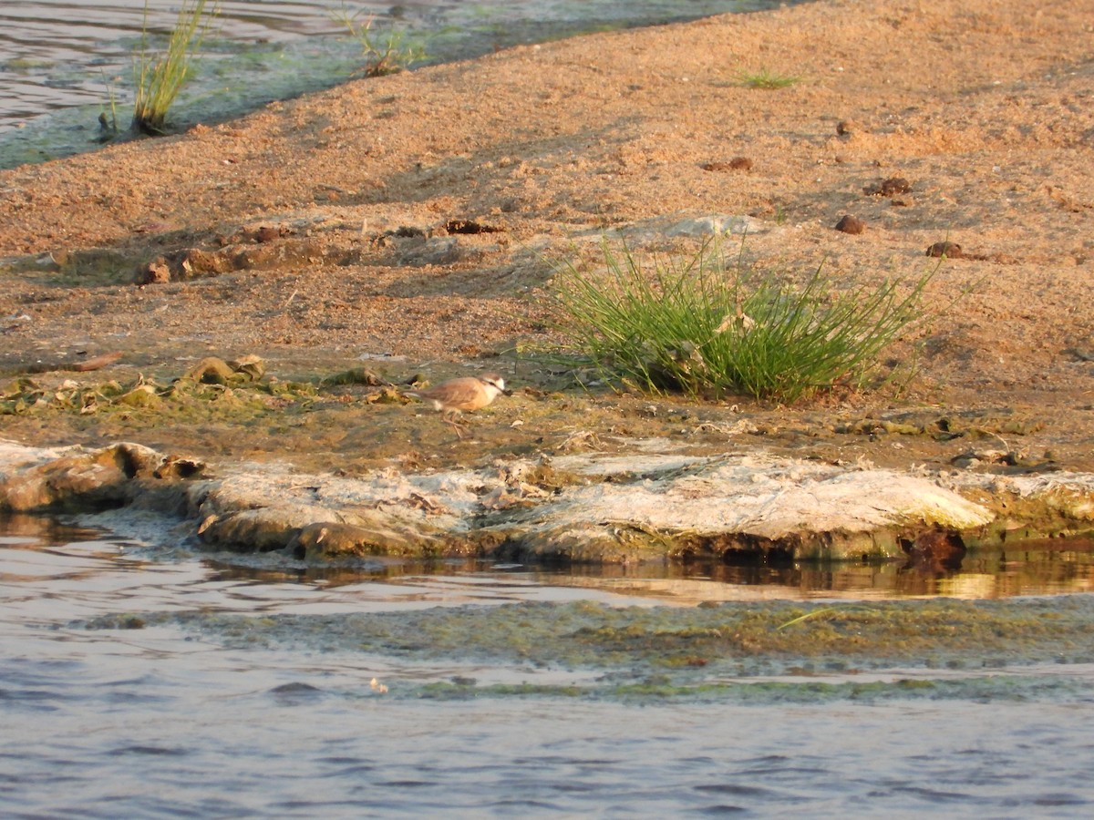 Белолобый зуёк - ML644351972