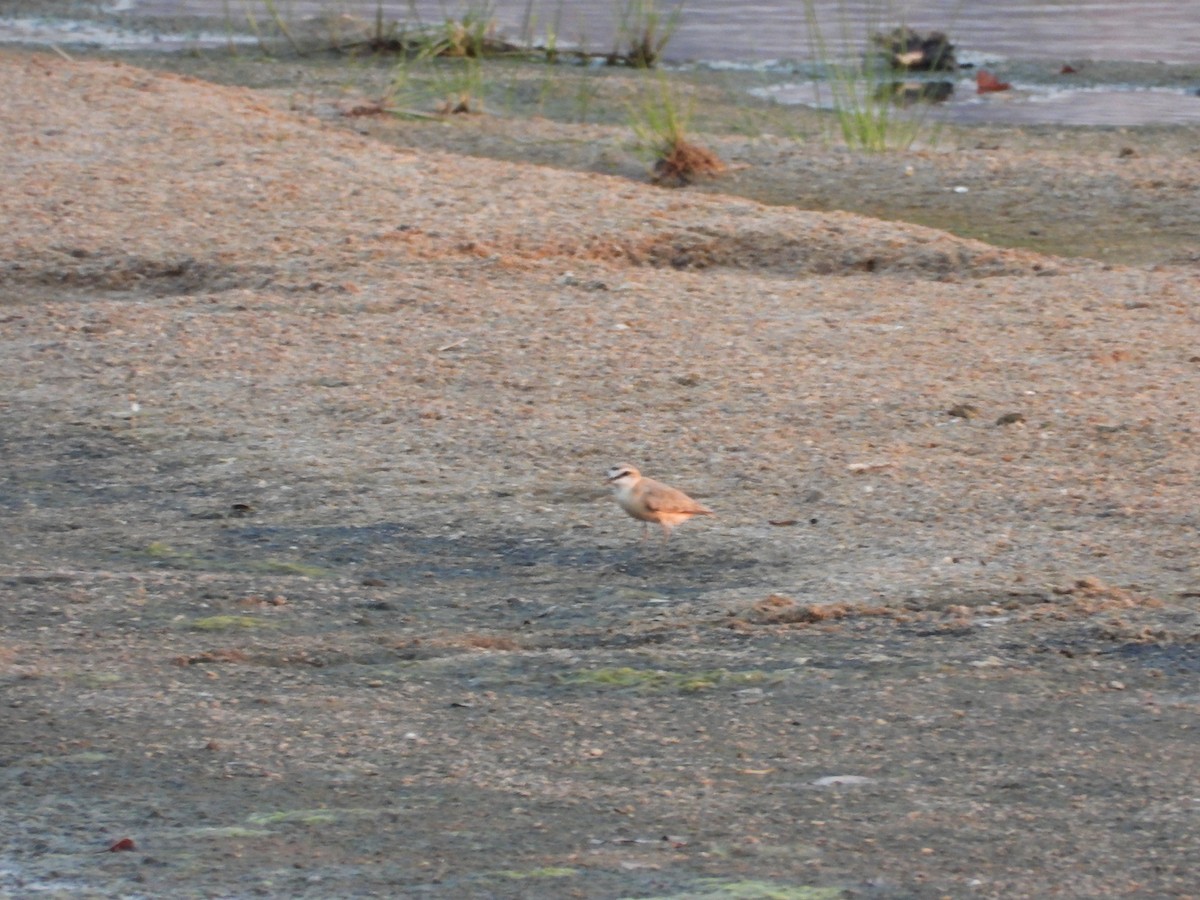 Белолобый зуёк - ML644351973