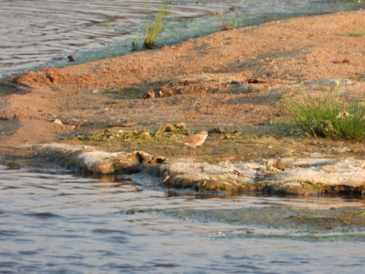 Белолобый зуёк - ML644351974