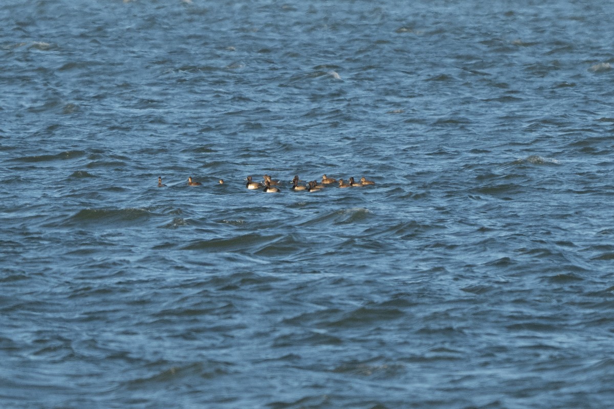 Fuligule à collier - ML644351975