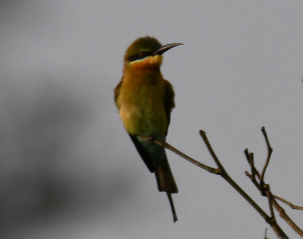 Бджолоїдка синьохвоста - ML644351980