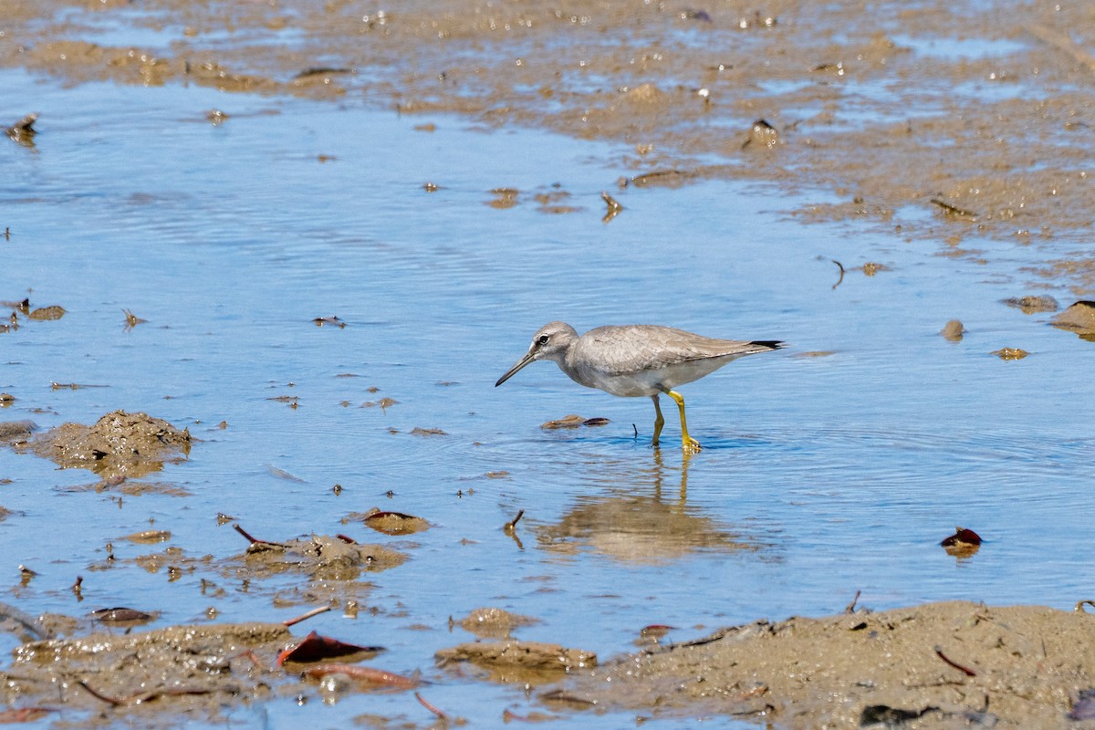 Коловодник попелястий - ML644351981