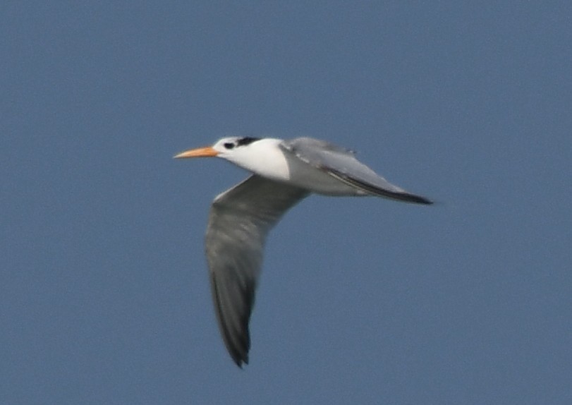 Крячок бенгальський - ML644351982