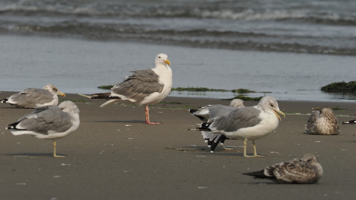 Мартин західний - ML644351983