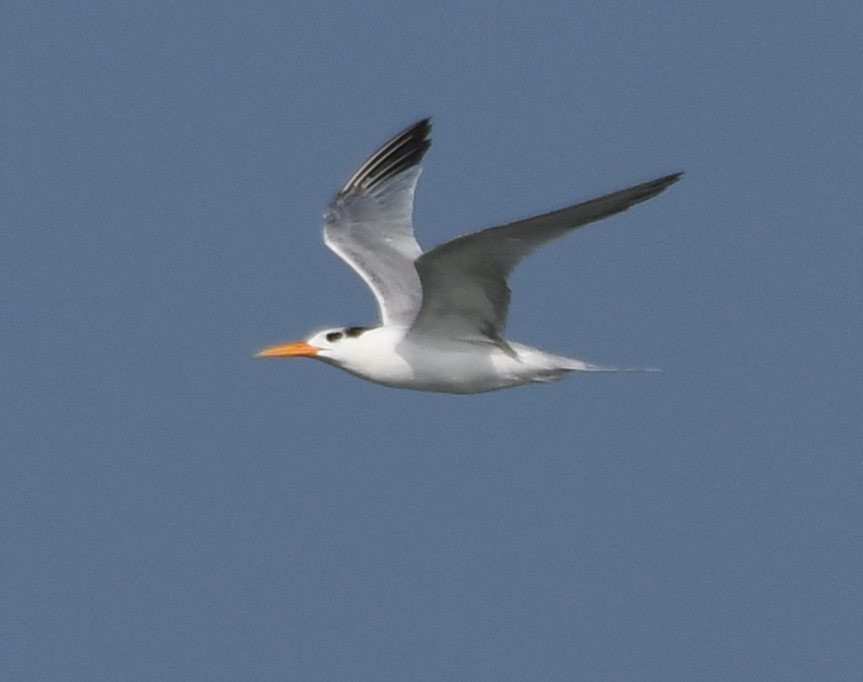 Крячок бенгальський - ML644351984