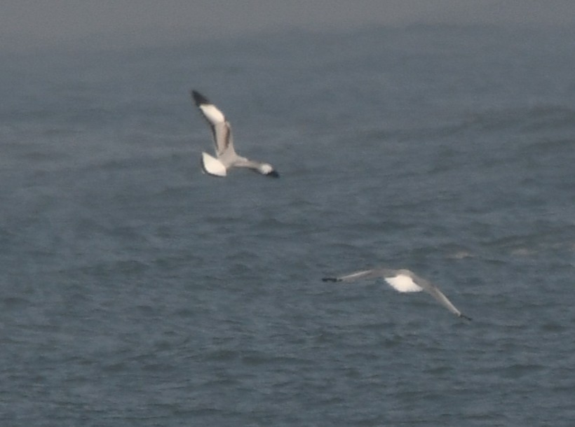 Мартин буроголовий - ML644351986