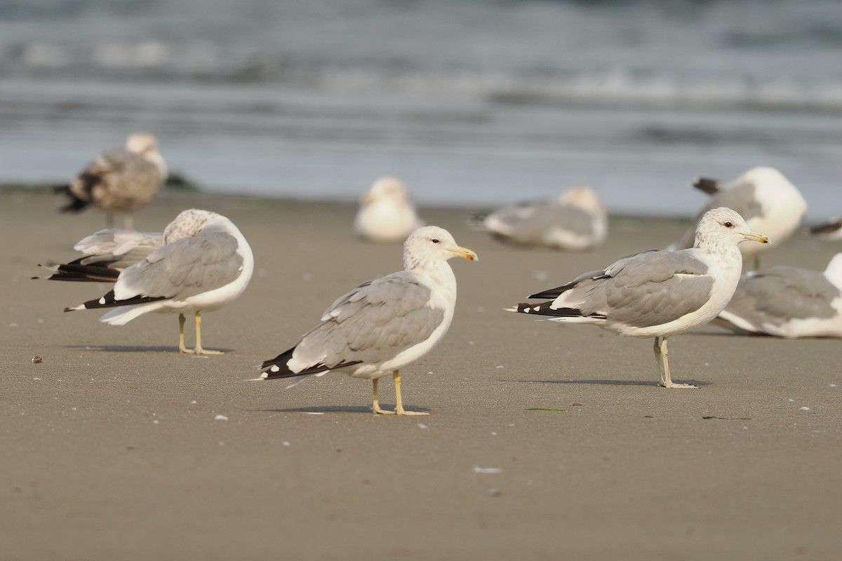 Мартин каліфорнійський - ML644351987