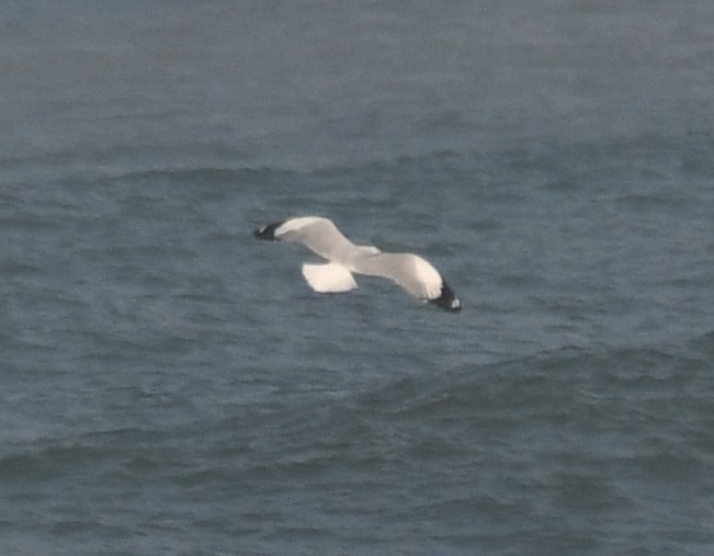 Мартин буроголовий - ML644351988