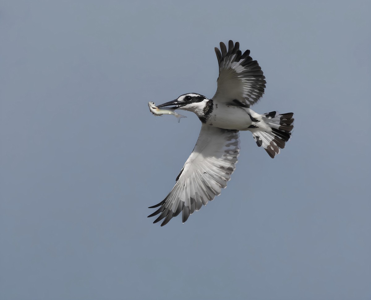 Рибалочка строкатий - ML644351996