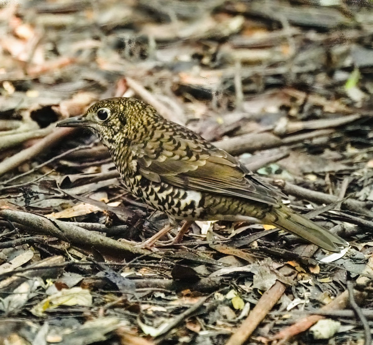 Квічаль австралійський - ML644351997