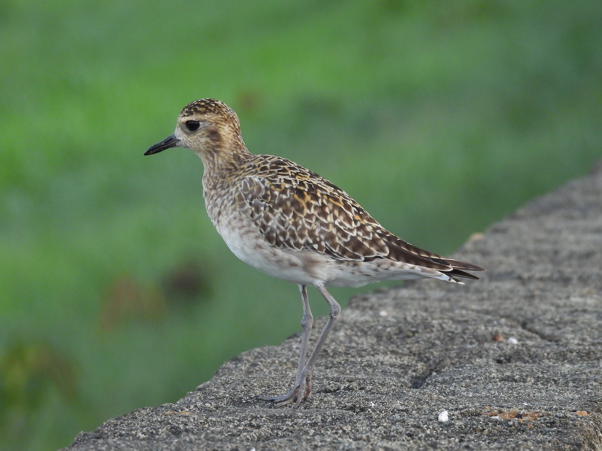 Сивка бурокрила - ML644352003