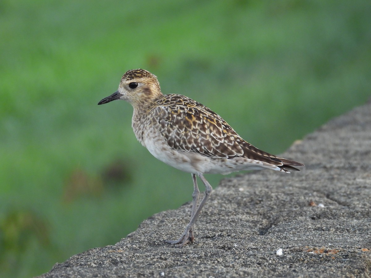 Сивка бурокрила - ML644352004