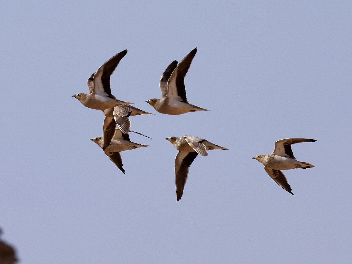 Рябок рудоголовий - ML644352006