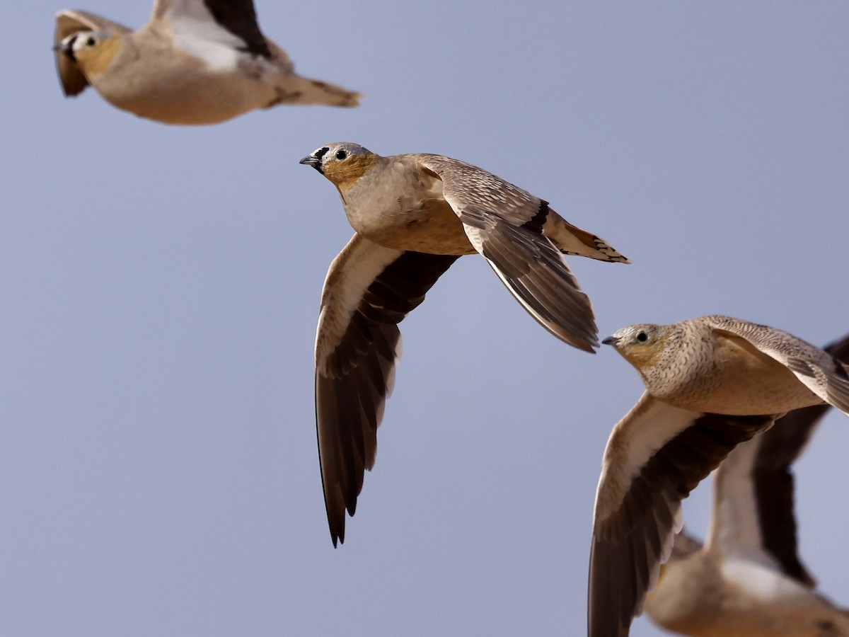 Рябок рудоголовий - ML644352007